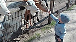 A háztáji állatok itt is simogathatók, etethetők A háztáji állatok itt is simogathatók, etethetők