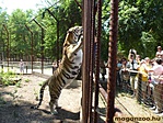 A szibériai a legnagyobb tigris alfaj a világon A szibériai a legnagyobb tigris alfaj a világon