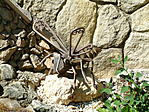 A névadó (Darázs-forrás) A névadó (Darázs-forrás)