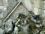 Csurgó (Darázs-forrás) Csurgó (Darázs-forrás)