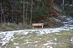 Szánkódomb Szánkódomb