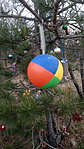 Balatonfüredi fa Balatonfüredi fa