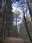 Az atlaszcédrus télen Az atlaszcédrus télen