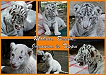 Jelenleg 4 kis fehér tigris is látható. Részletek a honlapon. Jelenleg 4 kis fehér tigris is látható. Részletek a honlapon.
