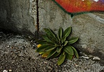 Növény a beton
