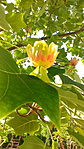 Tulipánfa virága 