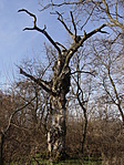 A Képes fa régen