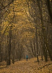 Őszi ösvény-élmény (fotó: gab.szalontai)