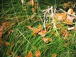 Óriás zsurlók hálójában az ősz