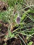 Hegyi kökörcsin (Pulsatilla pratensis ssp. zimmermannii)