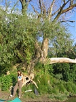 Mariann és a nagy fa