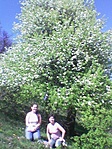Virágzó tavaszi fa