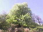 A fa tavasszal