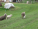Gátőrháznál - ma született bárány