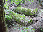 Betonoszlopok az erdőben