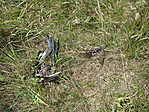 A logfüzet mellé járó halott madarak
