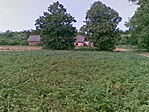 Krumpliföld, háttérben az egykori rejtekkel