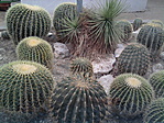 Kaktusz közelről
