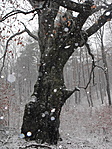 Lilien, a fa, és hópelyhek