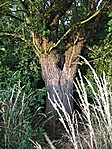 A szeder (máshol eper) fa.
