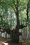 Bubó fája