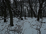 téli erdő