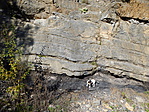 Kantavári kőfejtőben szénréteg is látható.