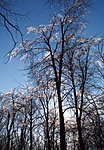 2004 március, Budakeszi-erdő
