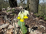 Tavaszi kankalin (Primula veris)
