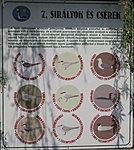 7. tábla 7. tábla
