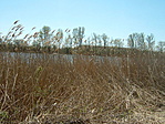Holt-Tisza Holt-Tisza