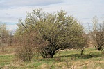 Közeli bokor Közeli bokor