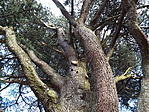 2. pihenő, a "zöld fa" 2. pihenő, a "zöld fa"