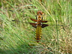 A kedvenc képem (2006. 05. 05., Canon A80) A kedvenc képem (2006. 05. 05., Canon A80)