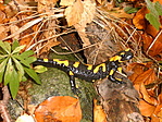 Foltos szalamandra Foltos szalamandra