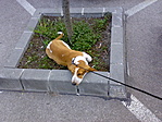 brunó az új családtag brunó az új családtag