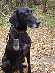 Félix GPS-szel Félix GPS-szel