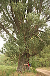 Nagykátai nagy fa (GCNagy)