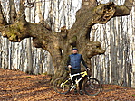 ablakos hárs-börzsöny ablakos hárs-börzsöny