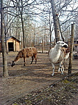 GCMzoo GCMzoo