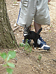 2009.08.13 - Pilisszentkereszt, Cicó :3 2009.08.13 - Pilisszentkereszt, Cicó :3
