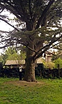 Libanoni cédrus Libanoni cédrus