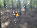 Spiderman Spiderman